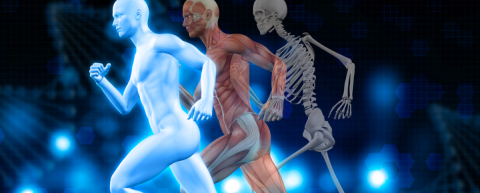 <a href="http://www.freepik.es/foto-gratis/el-cuerpo-humano_1022696.htm">Diseñado por Freepik</a>